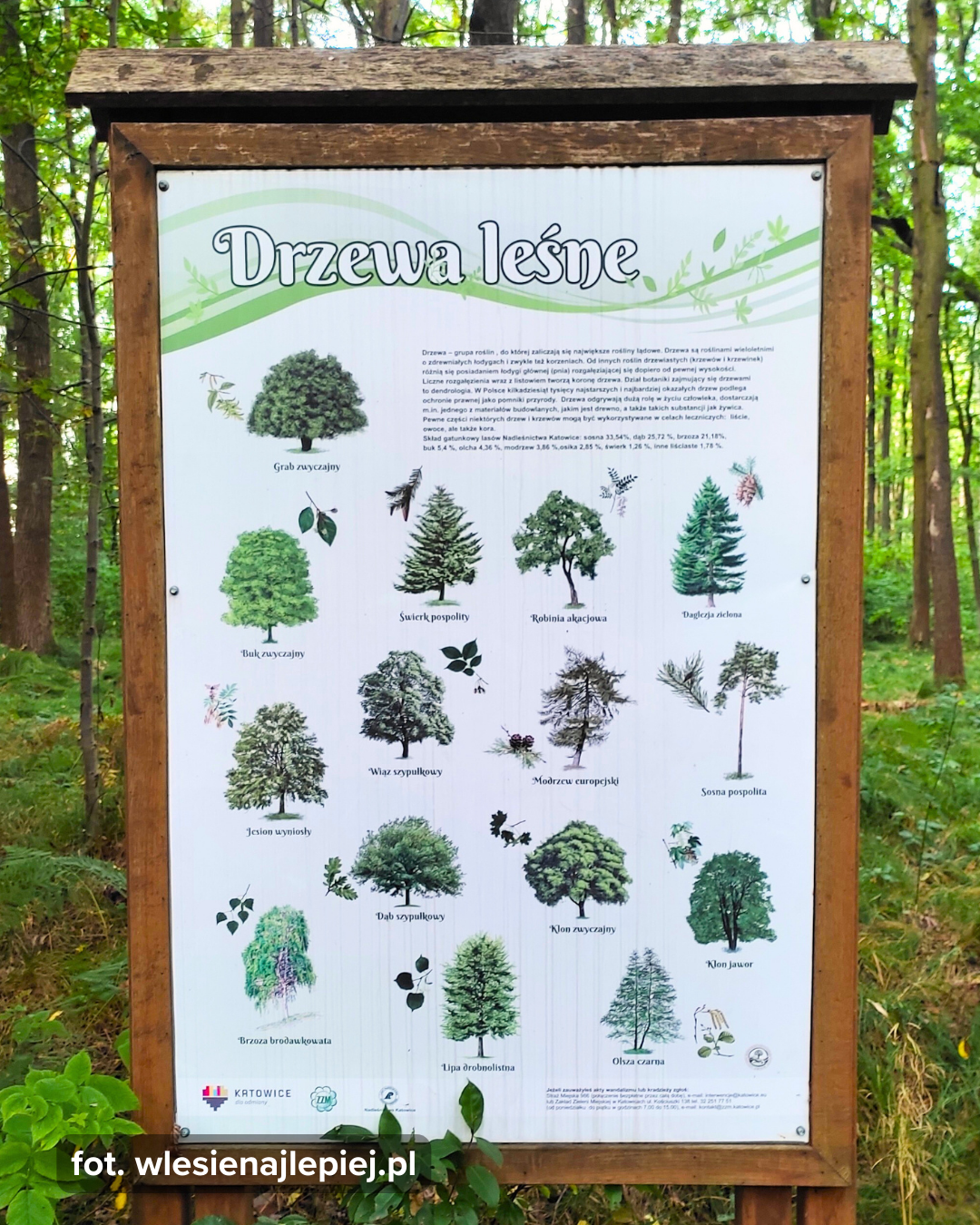 Drzewa leśne w Polsce