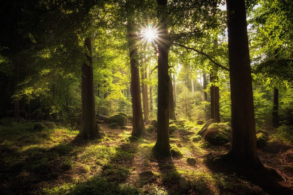 Jak zrobić zdjęcie słońca z promieniami w lesie