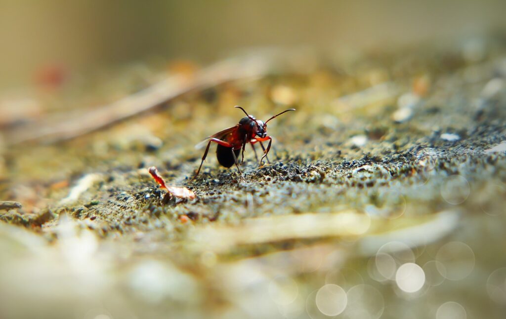 dlaczego mrówki są pożyteczne w lesie?