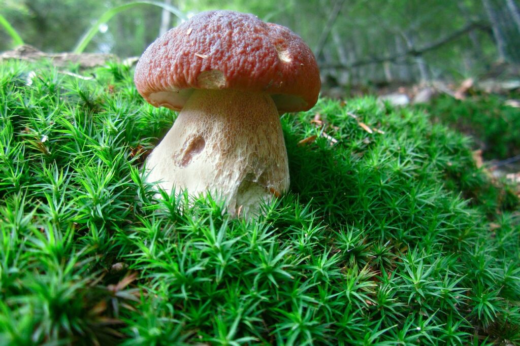 Dlaczego w lesie nie ma grzybów?