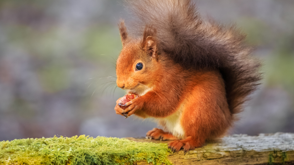 wiewiórka pospolita, ruda wiewiórka, czy wiewiórka zapada w sen zimowy